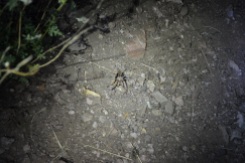 We ran into more than enough wildlife, including a tarantula (pictured), ants, a beetle (in my sleeping bag, even) and bees.